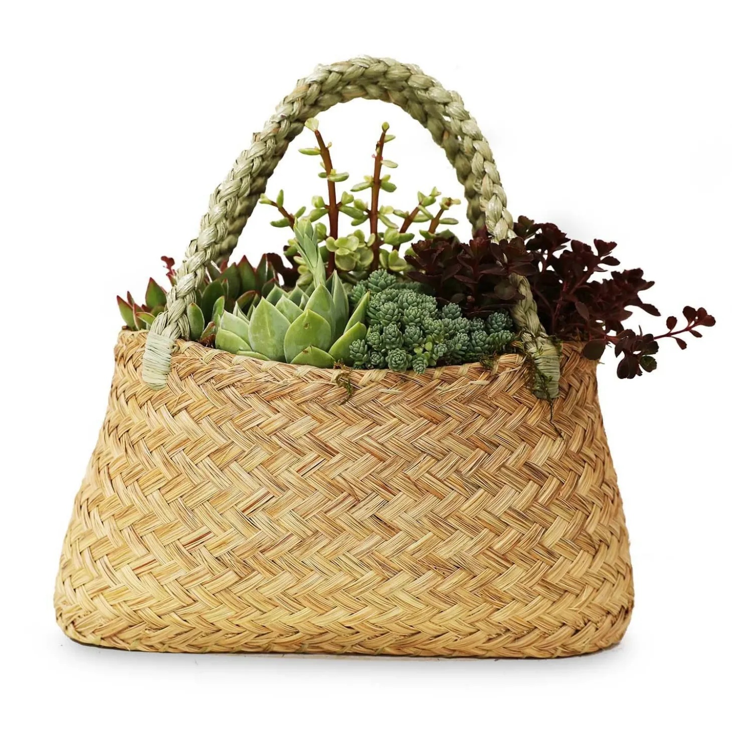 Original Design Arrangements>Roger's Gardens Succulents In Large Grass Purse