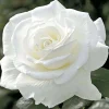 Roses>Roger's Gardens Sugar Moon - 36" Tree - 5 Gallon