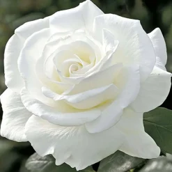 Roses>Roger's Gardens Sugar Moon - 36" Tree - 5 Gallon