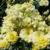 Roses>Roger's Gardens Sunflare - 5 Gallon