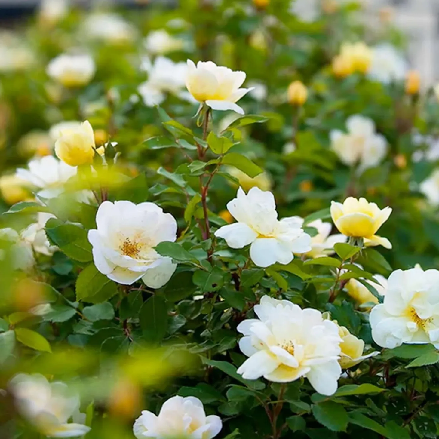 Roses>Roger's Gardens Sunny Knock Out - 2 Gallon