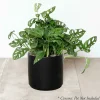 Indoor Plants>Roger's Gardens Swiss Cheese Plant - Monstera Adansonii - 8" Pot