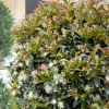 Landscape Plants>Roger's Gardens Syzygium 'Monterey Bay' - Monterey Bay Brush Cherry - 15 Gallon