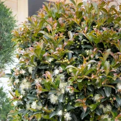 Landscape Plants>Roger's Gardens Syzygium 'Monterey Bay' - Monterey Bay Brush Cherry - 5 Gallon
