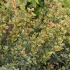 Landscape Plants>Roger's Gardens Syzygium 'Orange Twist' - Orange Twist Brush Cherry - 5 Gallon