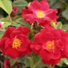 Roses>Roger's Gardens Thrive! - 5 Gallon