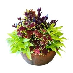 Original Design Arrangements>Roger's Gardens Traditional Fall Color In Large Redstone Bowl