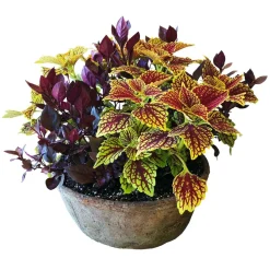 Outdoor Planted Containers>Roger's Gardens Traditional Fall Color In Medium Redstone Bowl
