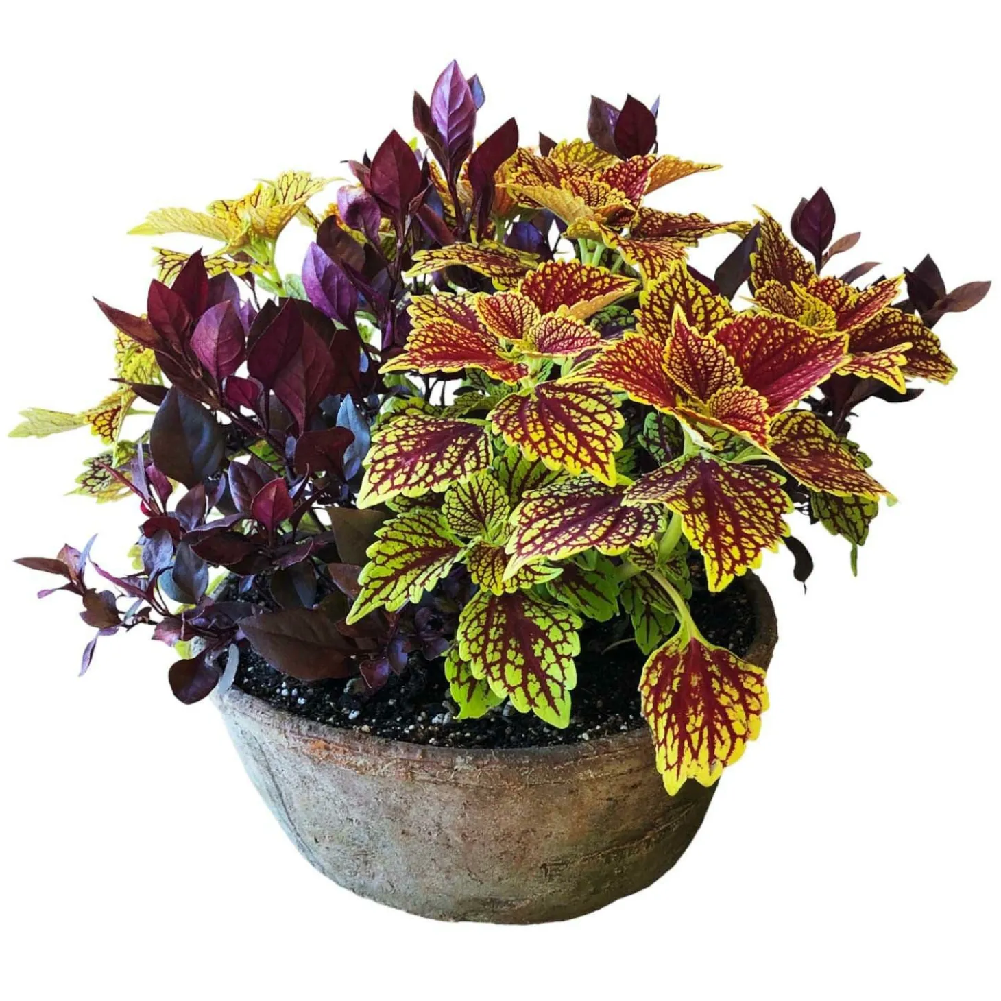Outdoor Planted Containers>Roger's Gardens Traditional Fall Color In Medium Redstone Bowl