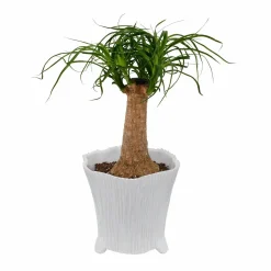 Pottery + Planters + Containers><noscript><img width=