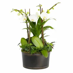 Original Design Arrangements>Roger's Gardens White Orchids In Large Black And Copper Low Tin