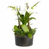 Indoor Planted Arrangements>Roger's Gardens White Orchids In Large Black And Copper Low Tin