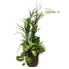 Indoor Planted Arrangements>Roger's Gardens White Phalaenopsis In Large Grapevine Basket